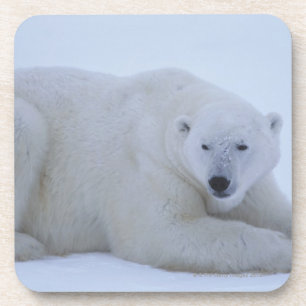 Eisbär, der im Schnee stillsteht Getränkeuntersetzer