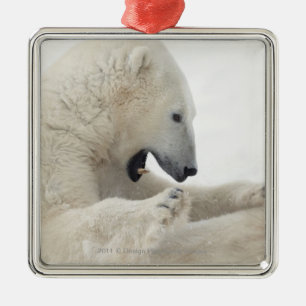 Eisbär, der in einem Kampf mit einem anderen Bär Ornament Aus Metall