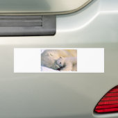Eisbär-feste Umarmungen Autoaufkleber (Auf Auto)