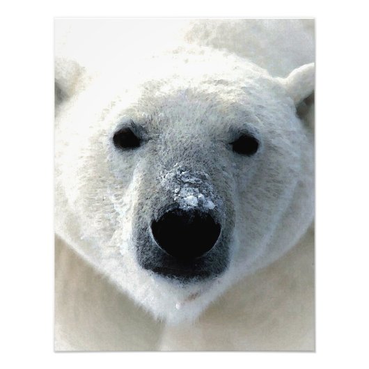 Eisbär Fotodruck (Vorne)