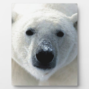 Eisbär Fotoplatte