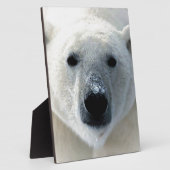 Eisbär Fotoplatte (Seite)