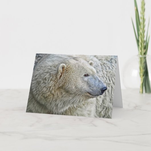 Eisbär-Gruß-Karte Feiertagskarte (Vorderseite)