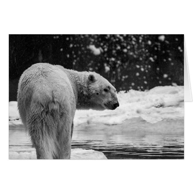 Eisbär im Schnee (Vorderseite (Horizontal))