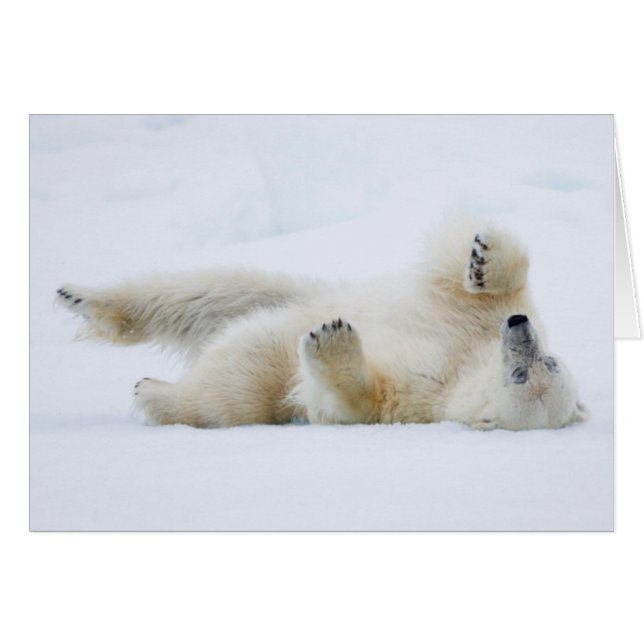 Eisbär im Schnee, Norwegen (Vorderseite (Horizontal))