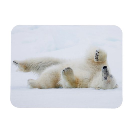 Eisbär im Schnee, Norwegen Magnet (Horizontal)
