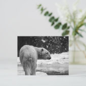 Eisbär im Schnee Postkarte (Stehend Vorderseite)