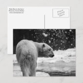 Eisbär im Schnee Postkarte (Vorne/Hinten)