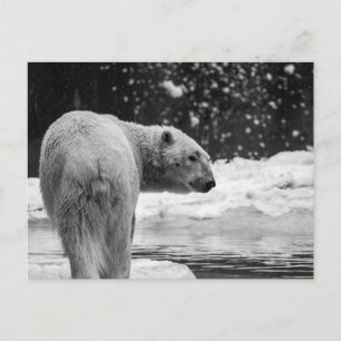 Eisbär im Schnee Postkarte