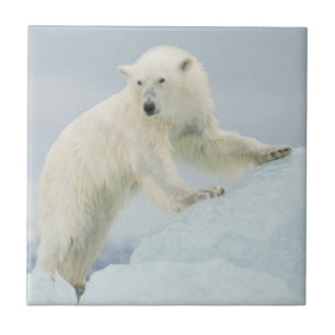Eisbär im Sommer Fliese