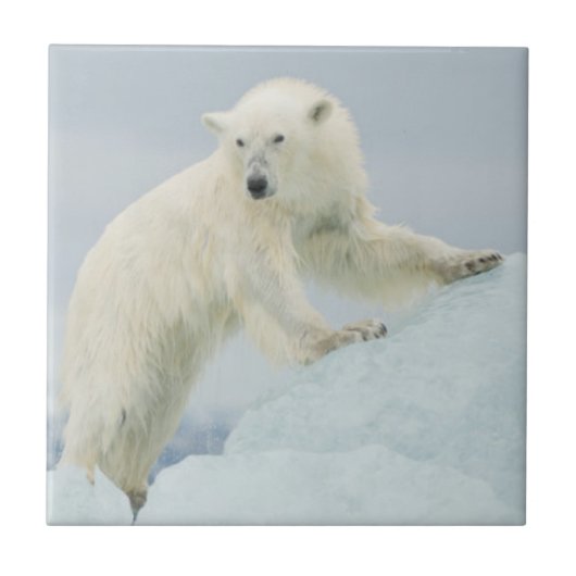 Eisbär im Sommer Fliese (Vorderseite)
