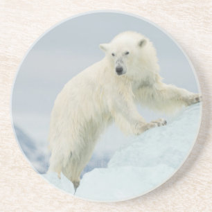 Eisbär im Sommer Getränkeuntersetzer