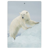 Eisbär im Sommer Klemmbrett (Rückseite)