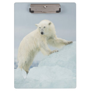 Eisbär im Sommer Klemmbrett