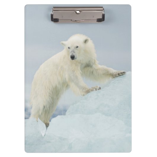 Eisbär im Sommer Klemmbrett (Vorderseite)