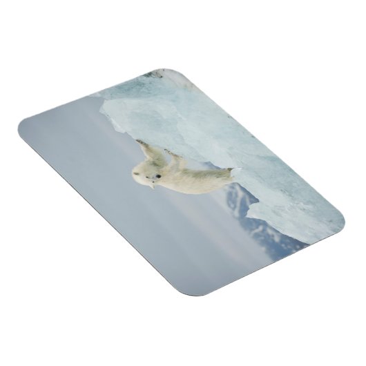Eisbär im Sommer Magnet (Rechte Seite)