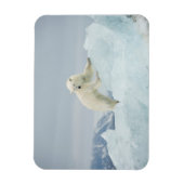 Eisbär im Sommer Magnet (Vertikal)