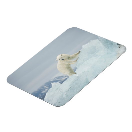 Eisbär im Sommer Magnet (Linke Seite)