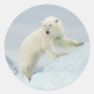 Eisbär im Sommer Runder Aufkleber