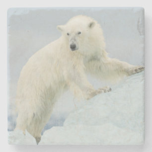 Eisbär im Sommer Steinuntersetzer
