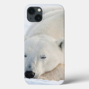Eisbär im Winter iPhone 13 Hülle