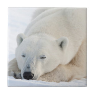 Eisbär im Winter Fliese