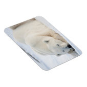 Eisbär im Winter Magnet (Rechte Seite)