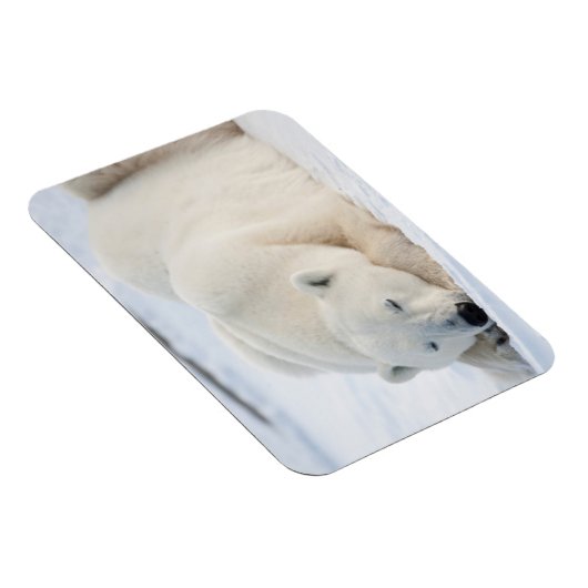 Eisbär im Winter Magnet (Rechte Seite)