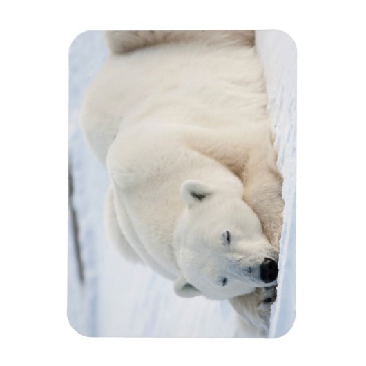 Eisbär im Winter Magnet (Vertikal)