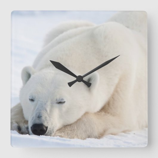 Eisbär im Winter Quadratische Wanduhr (Vorderseite)