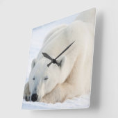 Eisbär im Winter Quadratische Wanduhr (Winkel)