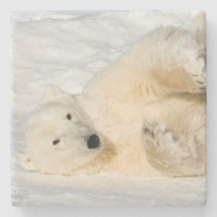 Eisbär in der Nähe der Hudson Bay Steinuntersetzer
