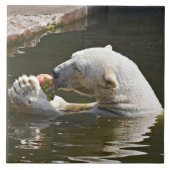 Eisbär isst Obst im Wasser Fliese (Vorderseite)