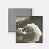 Eisbär isst Obst im Wasser Magnet (Vorderseite/Rückseite)