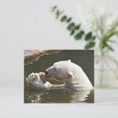 Eisbär isst Obst im Wasser Postkarte (Stehend Vorderseite)