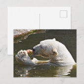 Eisbär isst Obst im Wasser Postkarte (Vorne/Hinten)