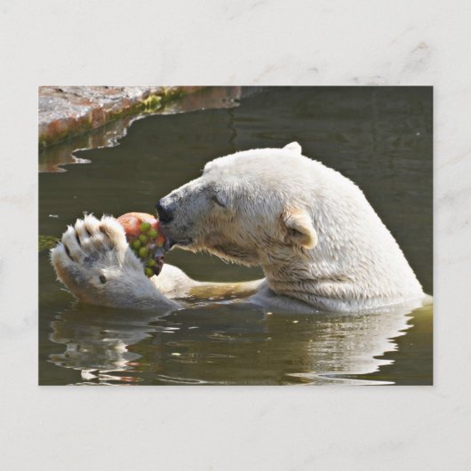 Eisbär isst Obst im Wasser Postkarte (Vorderseite)