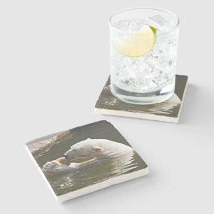 Eisbär isst Obst im Wasser Steinuntersetzer
