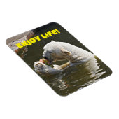 Eisbär isst Obst im Wassermagnet Magnet (Rechte Seite)