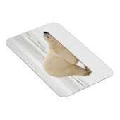 Eisbär kratzt sich auf gefrorener Tundra Magnet (Rechte Seite)