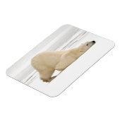 Eisbär kratzt sich auf gefrorener Tundra Magnet (Linke Seite)