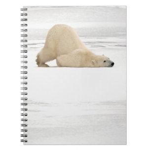 Eisbär kratzt sich auf gefrorener Tundra Notizblock