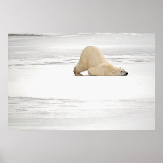 Eisbär kratzt sich auf gefrorener Tundra Poster (Vorne)