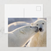 Eisbär-Kuss Postkarte (Vorne/Hinten)