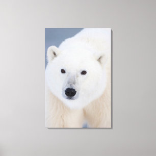 Eisbär Leinwanddruck