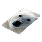 Eisbär Magnet (Linke Seite)