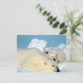 Eisbär mit Jungspostkarte Postkarte (Stehend Vorderseite)