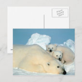 Eisbär mit Jungspostkarte Postkarte (Vorne/Hinten)