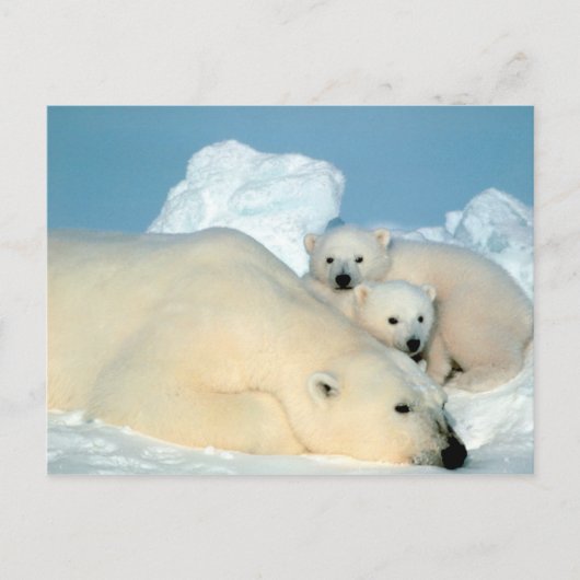 Eisbär mit Jungspostkarte Postkarte (Vorderseite)