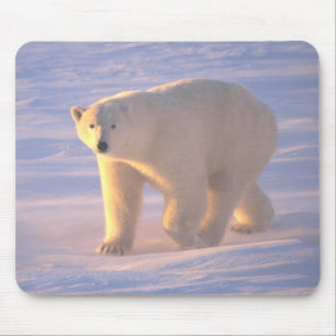 Eisbär-Morgen 2 Mousepad